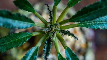 Doerstenia crispa, succulent plant which is native to Eastern Africa and Arabia on beautiful artisan pot.の写真素材