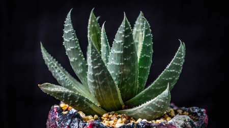 Closeup of  Gasteria on artistic artisan concrete planterの写真素材