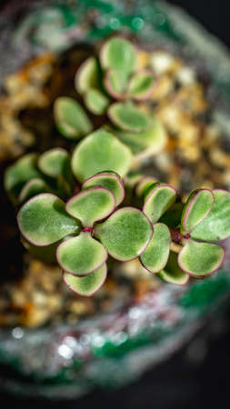 Closeup of variegated Portucalaria afra on artistic artisan concrete planterの写真素材