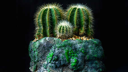 Closeup of Notocactus magnificus on artistic artisan concrete planterの写真素材