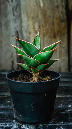 Closeup of Sansevieria plant with wooden backgroundの写真素材