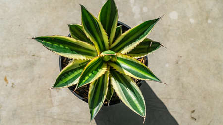 Aerial look of variegated agave plantの写真素材