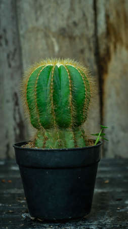 Closeup of potted Notocactus magnificus on wooden backgroundの写真素材