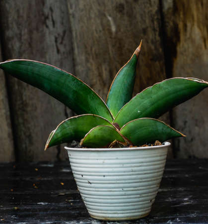 Closeup of Sansevieria plant with wooden backgroundの写真素材