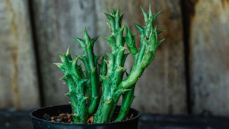 Beautiful Huernia plant with wooden background