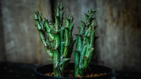 Beautiful Huernia plant with wooden backgroundの写真素材