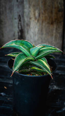 closeup of variegated sansevieria plant potted on black plastic planterの写真素材