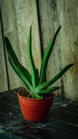 Beautiful clump of green Gasteria with wooden backgroundの写真素材