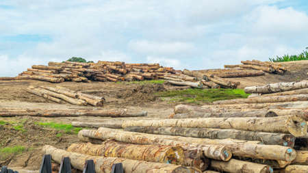Log yard of tropical rainforest timber at Mahakam Riverbank, Borneo, Indonesiaの写真素材