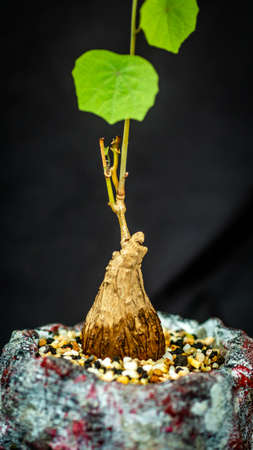 Closeup of Stephania venosa, caudex plant from Asia and Australasiaの写真素材