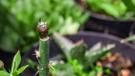 Astrophytum asterias seedling grafted on Pereskiopsis.の写真素材