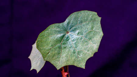 Closeup of Stephania venosa, caudex plant from Asia and Australasiaの写真素材
