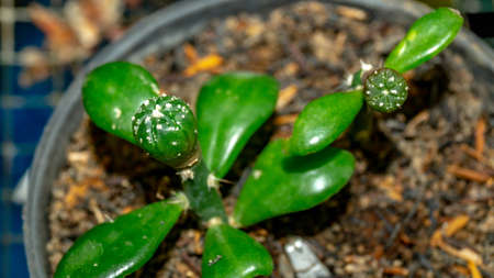 Astrophytum asterias seedling grafted on Pereskiopsis.の写真素材