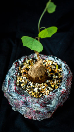 Closeup of Stephania venosa, caudex plant from Asia and Australasiaの写真素材