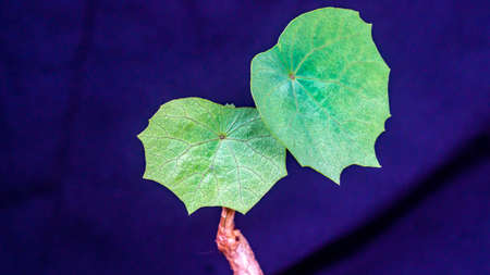 Closeup of Stephania venosa, caudex plant from Asia and Australasiaの写真素材