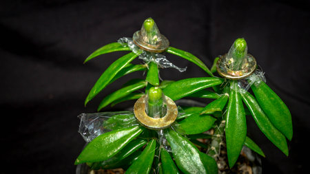 Astrophytum asterias seedling grafted on Pereskiopsis.の写真素材