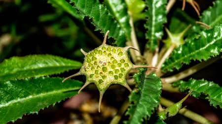 Flower of Dorstenia crispa with seedsの写真素材