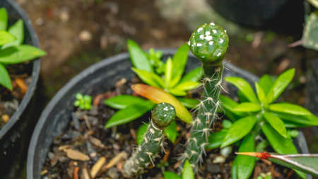 Astrophytum asterias seedling grafted on Pereskiopsis.の写真素材