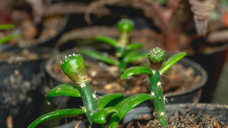 Astrophytum asterias seedling grafted on Pereskiopsis.の写真素材