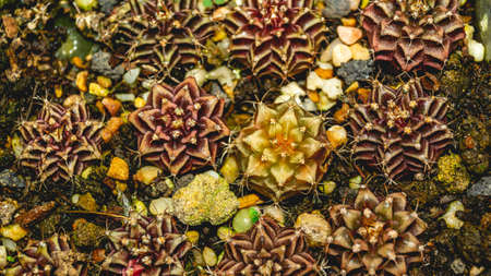 Closeup of Gymnocalycium seedlings with beautiful patternの写真素材