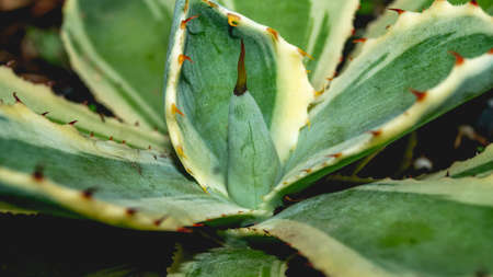 Closeup of Agave potatorum Kishokan plantの写真素材