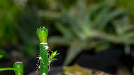 Astrophytum asterias seedling grafted on Pereskiopsis.の写真素材