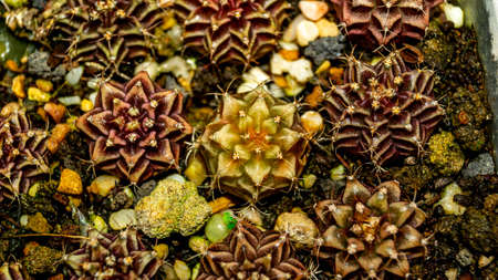 Closeup of Gymnocalycium seedlings with beautiful patternの写真素材