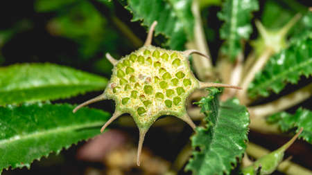 Flower of Dorstenia crispa with seedsの写真素材