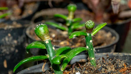 Astrophytum asterias seedling grafted on Pereskiopsis.の写真素材