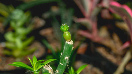 Astrophytum asterias seedling grafted on Pereskiopsis.の写真素材