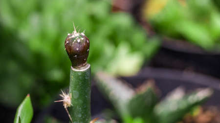 Astrophytum asterias seedling grafted on Pereskiopsis.の写真素材