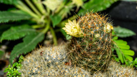 Mammilaria cactus with flower. Beautiful succulent plantの写真素材