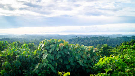 Misty morning in Borneo tropical rain forest. Landscape of forest in the morningの写真素材