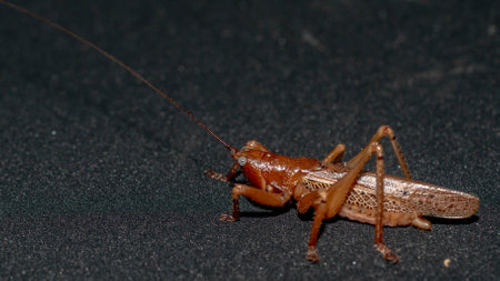 Borneo brown grasshopper with dark background