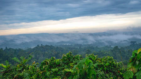 Beautiful landscape of Borneo tropical rainforest in the morning. Misty morning in the forestの写真素材