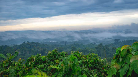 Beautiful landscape of Borneo tropical rainforest in the morning. Misty morning in the forestの写真素材
