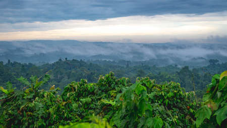 Beautiful landscape of Borneo tropical rainforest in the morning. Misty morning in the forestの写真素材