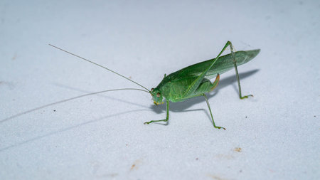 Closeup of Borneo green grasshopper