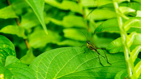 Borneo Bush cricket on the leafの写真素材