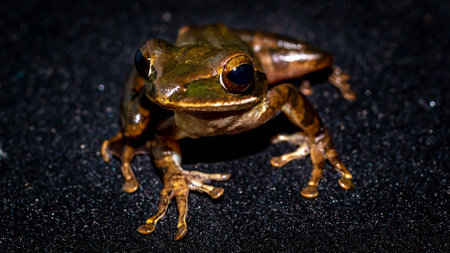 Closeup of Polyoedates leocomystax on dark backgroundの写真素材