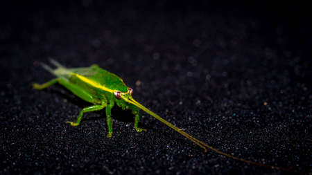 Closeup of green grasshopper on dark backgroundの写真素材