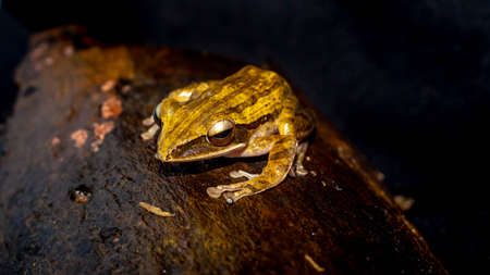 Closeup of Polyoedates leocomystax on dark backgroundの写真素材