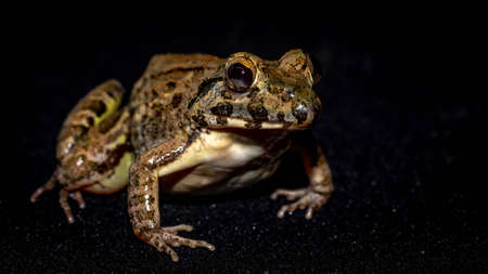 Closeup of Fejervarya limnovaris, Asian grass frogの写真素材