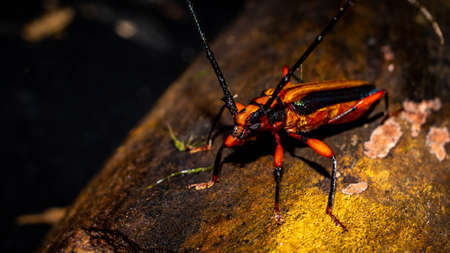 Closeup of Xystrocera globosa with dark backgroundの写真素材