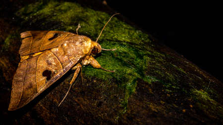 Closeup of Borneo moth with dark backgroundの写真素材
