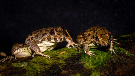 A pair of Fejervarya limnovaris, Asian grass frogの写真素材