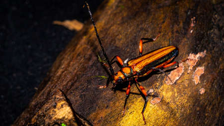 Closeup of Xystrocera globosa with dark backgroundの写真素材