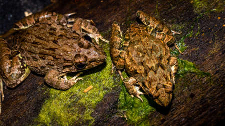 A pair of Fejervarya limnovaris, Asian grass frogの写真素材