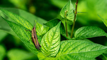 Borneo brown grasshopper on the green grassの写真素材