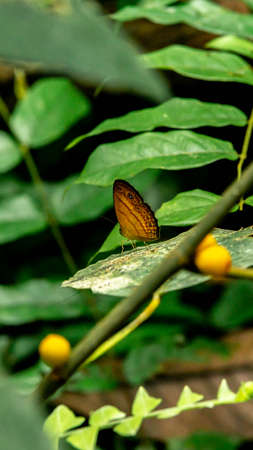 Malay cruiser butterfly resting on forest groundの写真素材